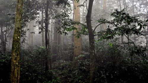 Le Parc national Cuc Phuong